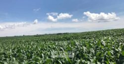 Oportunidade! Fazenda de Café com Difersidade Agrícola e Pecuária 5050 hectares | Região de Araxá/ MG Oportunidade! Fazenda de Café com Difersidade Agrícola e Pecuária 5050 hectares | Região de Araxá/ MG