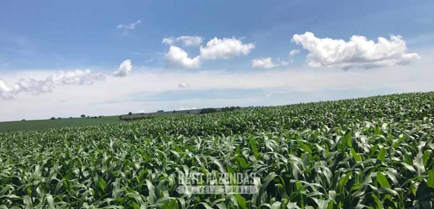 Oportunidade! Fazenda de Café com Difersidade Agrícola e Pecuária 5050 hectares | Região de Araxá/ MG Oportunidade! Fazenda de Café com Difersidade Agrícola e Pecuária 5050 hectares | Região de Araxá/ MG