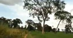 Fazenda à Venda Dupla Aptidão 2.400 alq Lavoura de Arroz e Pecuária Pista de Pouso | Flores de Goiás/ GO Fazenda à Venda Dupla Aptidão 2.400 alq Lavoura de Arroz e Pecuária Pista de Pouso | Flores de Goiás/ GO