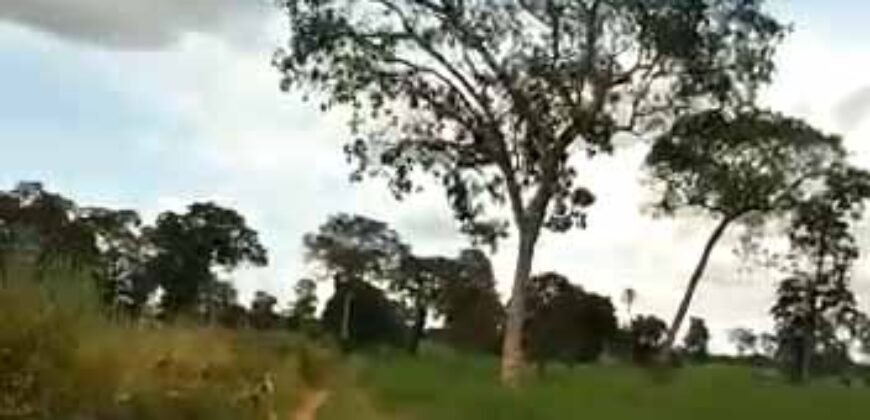 Fazenda à Venda Dupla Aptidão 2.400 alq Lavoura de Arroz e Pecuária Pista de Pouso | Flores de Goiás/ GO Fazenda à Venda Dupla Aptidão 2.400 alq Lavoura de Arroz e Pecuária Pista de Pouso | Flores de Goiás/ GO