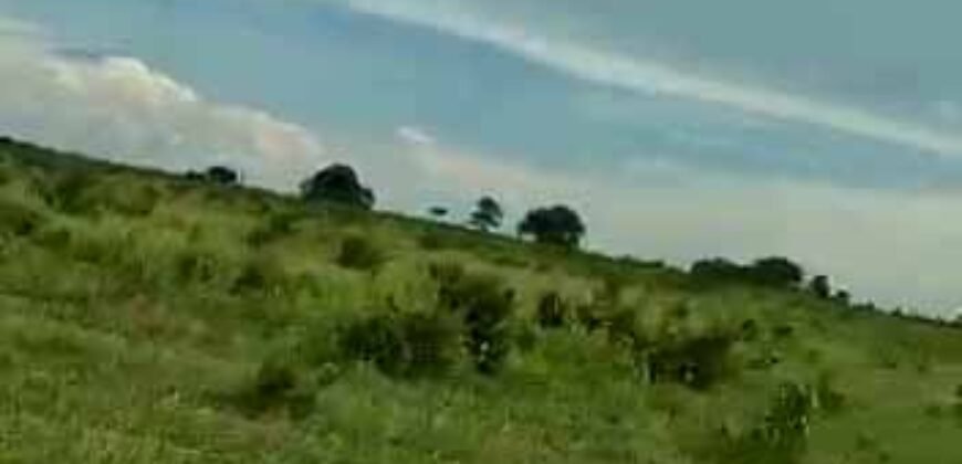 Fazenda à Venda Dupla Aptidão 2.400 alq Lavoura de Arroz e Pecuária Pista de Pouso | Flores de Goiás/ GO Fazenda à Venda Dupla Aptidão 2.400 alq Lavoura de Arroz e Pecuária Pista de Pouso | Flores de Goiás/ GO