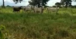 Fazenda à Venda Dupla Aptidão 2.400 alq Lavoura de Arroz e Pecuária Pista de Pouso | Flores de Goiás/ GO Fazenda à Venda Dupla Aptidão 2.400 alq Lavoura de Arroz e Pecuária Pista de Pouso | Flores de Goiás/ GO