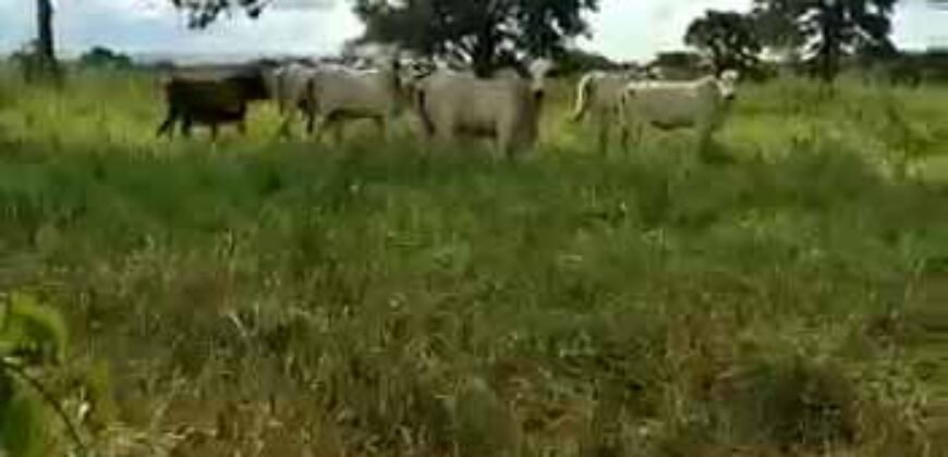 Fazenda à Venda Dupla Aptidão 2.400 alq Lavoura de Arroz e Pecuária Pista de Pouso | Flores de Goiás/ GO Fazenda à Venda Dupla Aptidão 2.400 alq Lavoura de Arroz e Pecuária Pista de Pouso | Flores de Goiás/ GO