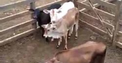 Fazenda à Venda Dupla Aptidão 2.400 alq Lavoura de Arroz e Pecuária Pista de Pouso | Flores de Goiás/ GO Fazenda à Venda Dupla Aptidão 2.400 alq Lavoura de Arroz e Pecuária Pista de Pouso | Flores de Goiás/ GO