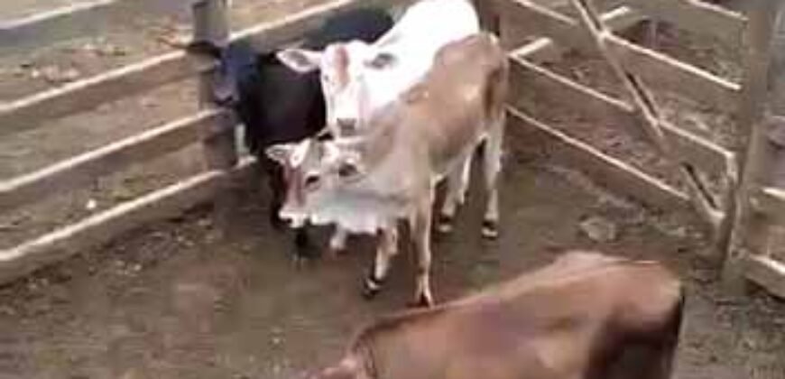 Fazenda à Venda Dupla Aptidão 2.400 alq Lavoura de Arroz e Pecuária Pista de Pouso | Flores de Goiás/ GO Fazenda à Venda Dupla Aptidão 2.400 alq Lavoura de Arroz e Pecuária Pista de Pouso | Flores de Goiás/ GO