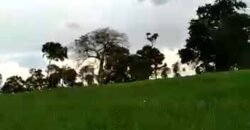 Fazenda à Venda Dupla Aptidão 2.400 alq Lavoura de Arroz e Pecuária Pista de Pouso | Flores de Goiás/ GO Fazenda à Venda Dupla Aptidão 2.400 alq Lavoura de Arroz e Pecuária Pista de Pouso | Flores de Goiás/ GO