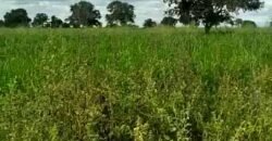 Fazenda à Venda Dupla Aptidão 2.400 alq Lavoura de Arroz e Pecuária Pista de Pouso | Flores de Goiás/ GO Fazenda à Venda Dupla Aptidão 2.400 alq Lavoura de Arroz e Pecuária Pista de Pouso | Flores de Goiás/ GO