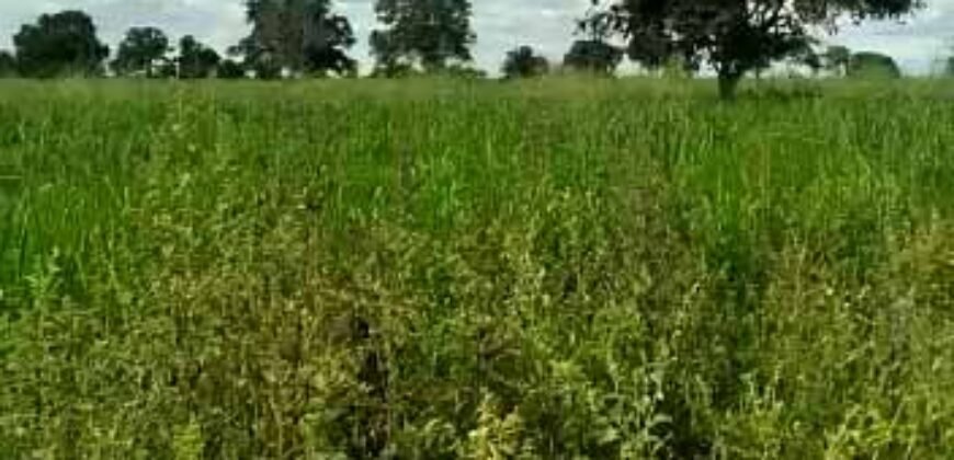 Fazenda à Venda Dupla Aptidão 2.400 alq Lavoura de Arroz e Pecuária Pista de Pouso | Flores de Goiás/ GO Fazenda à Venda Dupla Aptidão 2.400 alq Lavoura de Arroz e Pecuária Pista de Pouso | Flores de Goiás/ GO