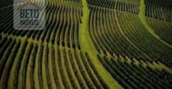 Oportunidade! Fazenda de Café com Difersidade Agrícola e Pecuária 5050 hectares | Região de Araxá/ MG Oportunidade! Fazenda de Café com Difersidade Agrícola e Pecuária 5050 hectares | Região de Araxá/ MG