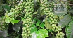 Oportunidade! Fazenda de Café com Difersidade Agrícola e Pecuária 5050 hectares | Região de Araxá/ MG Oportunidade! Fazenda de Café com Difersidade Agrícola e Pecuária 5050 hectares | Região de Araxá/ MG