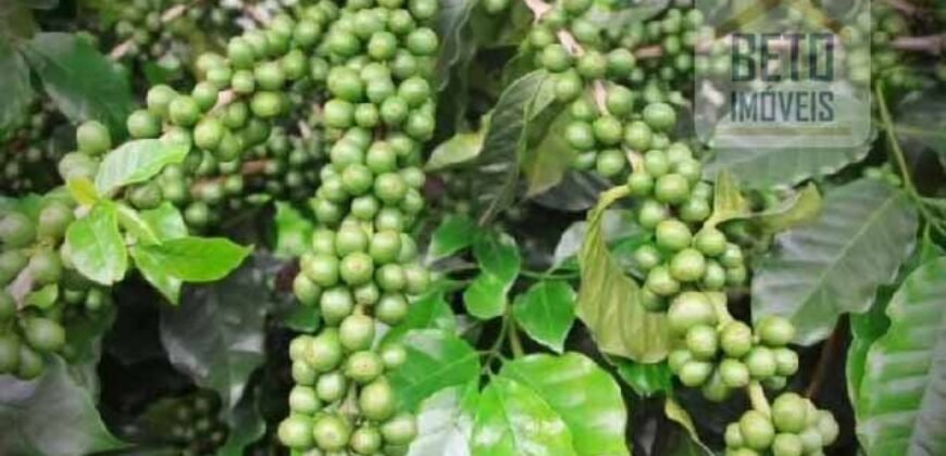 Oportunidade! Fazenda de Café com Difersidade Agrícola e Pecuária 5050 hectares | Região de Araxá/ MG Oportunidade! Fazenda de Café com Difersidade Agrícola e Pecuária 5050 hectares | Região de Araxá/ MG