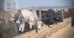 Oportunidade! Fazenda de Café com Difersidade Agrícola e Pecuária 5050 hectares | Região de Araxá/ MG Oportunidade! Fazenda de Café com Difersidade Agrícola e Pecuária 5050 hectares | Região de Araxá/ MG