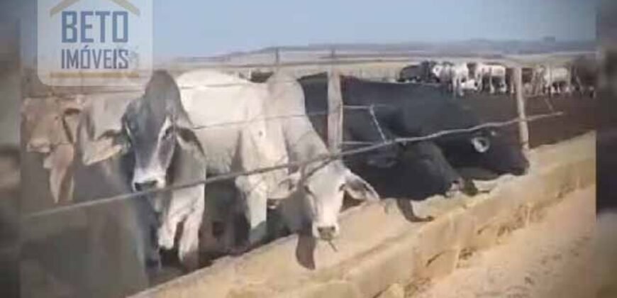 Oportunidade! Fazenda de Café com Difersidade Agrícola e Pecuária 5050 hectares | Região de Araxá/ MG Oportunidade! Fazenda de Café com Difersidade Agrícola e Pecuária 5050 hectares | Região de Araxá/ MG