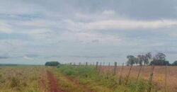 Excelente Fazenda à 3.680 hectares Grande Oportunidade de Negócio | Rondonópolis/ MT