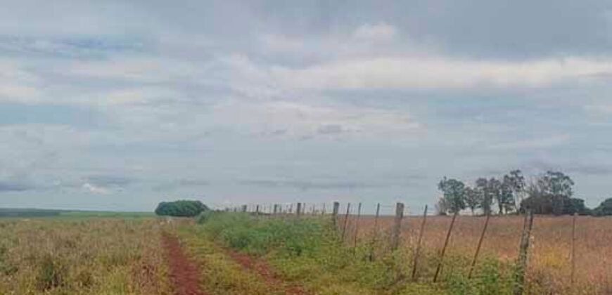 Excelente Fazenda à 3.680 hectares Grande Oportunidade de Negócio | Rondonópolis/ MT