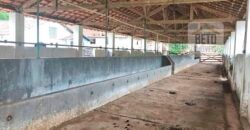 Ótima Fazenda à Venda 1.067 alqueires Pecuária e Lavoura de Eucaliptos | Jacarei/ SP