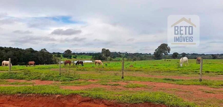 Venda imperdível: Fazenda 1.050 alq. Pecuária Estrutura Completa | Divisa com Goias/ TO