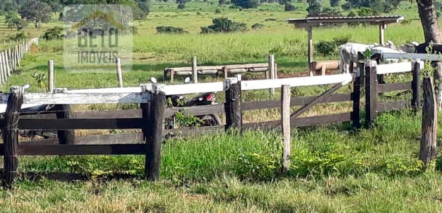 Venda imperdível: Fazenda 1.050 alq. Pecuária Estrutura Completa | Divisa com Goias/ TO