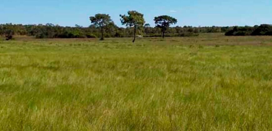 Venda imperdível: Fazenda 1.050 alq. Pecuária Estrutura Completa | Divisa com Goias/ TO