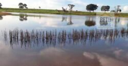 Venda imperdível: Fazenda 1.050 alq. Pecuária Estrutura Completa | Divisa com Goias/ TO