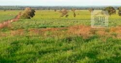 Venda imperdível: Fazenda 1.050 alq. Pecuária Estrutura Completa | Divisa com Goias/ TO