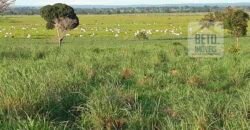Venda imperdível: Fazenda 1.050 alq. Pecuária Estrutura Completa | Divisa com Goias/ TO