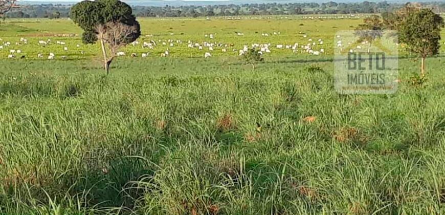 Venda imperdível: Fazenda 1.050 alq. Pecuária Estrutura Completa | Divisa com Goias/ TO