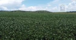 Ótima Fazenda à Venda 499 hectares Área para Plantio e Pastos | Piumhi/ MG