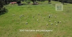 Ótima Fazenda à Venda 499 hectares Área para Plantio e Pastos | Piumhi/ MG