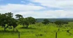 Fazenda à Venda 309 Has Pecuária e Agricultura c/ Toda Infraestrutura | Nova Xavantina/ MT