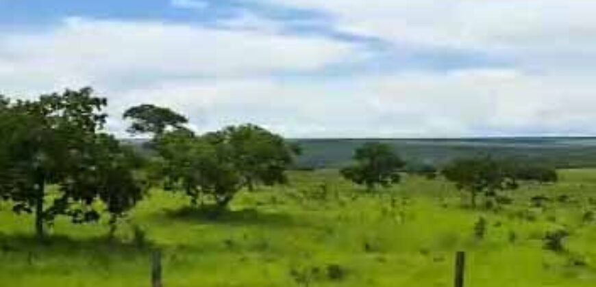 Fazenda à Venda 309 Has Pecuária e Agricultura c/ Toda Infraestrutura | Nova Xavantina/ MT