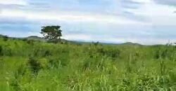 Fazenda à Venda 309 Has Pecuária e Agricultura c/ Toda Infraestrutura | Nova Xavantina/ MT