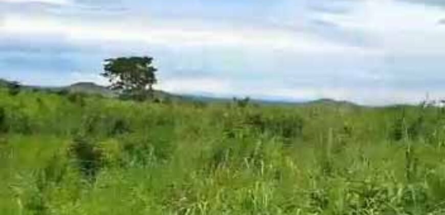 Fazenda à Venda 309 Has Pecuária e Agricultura c/ Toda Infraestrutura | Nova Xavantina/ MT