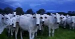 Fazenda à Venda 309 Has Pecuária e Agricultura c/ Toda Infraestrutura | Nova Xavantina/ MT