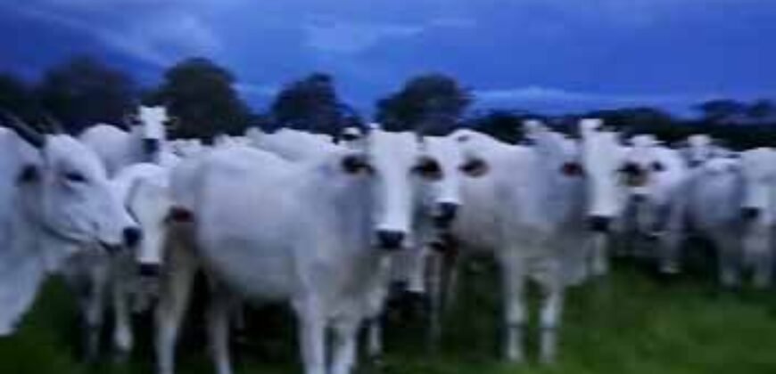 Fazenda à Venda 309 Has Pecuária e Agricultura c/ Toda Infraestrutura | Nova Xavantina/ MT