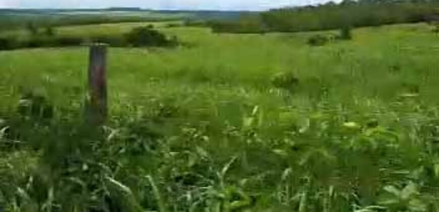 Fazenda à Venda 309 Has Pecuária e Agricultura c/ Toda Infraestrutura | Nova Xavantina/ MT