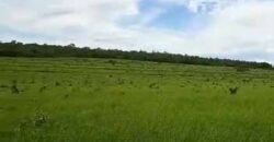 Fazenda à Venda 309 Has Pecuária e Agricultura c/ Toda Infraestrutura | Nova Xavantina/ MT