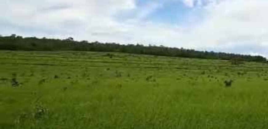 Fazenda à Venda 309 Has Pecuária e Agricultura c/ Toda Infraestrutura | Nova Xavantina/ MT