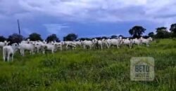 Fazenda à Venda 309 Has Pecuária e Agricultura c/ Toda Infraestrutura | Nova Xavantina/ MT