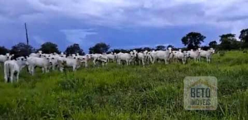 Fazenda à Venda 309 Has Pecuária e Agricultura c/ Toda Infraestrutura | Nova Xavantina/ MT