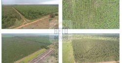 Duas Excelentes Fazendas à Venda total 7.131,76 has Lavourae Pecuária | Zona Rural, Paracatu/MG