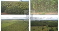 Duas Excelentes Fazendas à Venda total 7.131,76 has Lavourae Pecuária | Zona Rural, Paracatu/MG