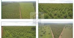 Duas Excelentes Fazendas à Venda total 7.131,76 has Lavourae Pecuária | Zona Rural, Paracatu/MG