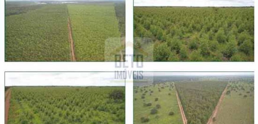 Duas Excelentes Fazendas à Venda total 7.131,76 has Lavourae Pecuária | Zona Rural, Paracatu/MG