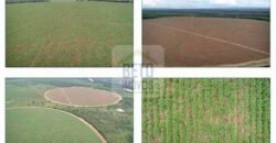 Duas Excelentes Fazendas à Venda total 7.131,76 has Lavourae Pecuária | Zona Rural, Paracatu/MG