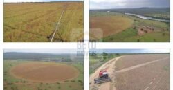 Duas Excelentes Fazendas à Venda total 7.131,76 has Lavourae Pecuária | Zona Rural, Paracatu/MG