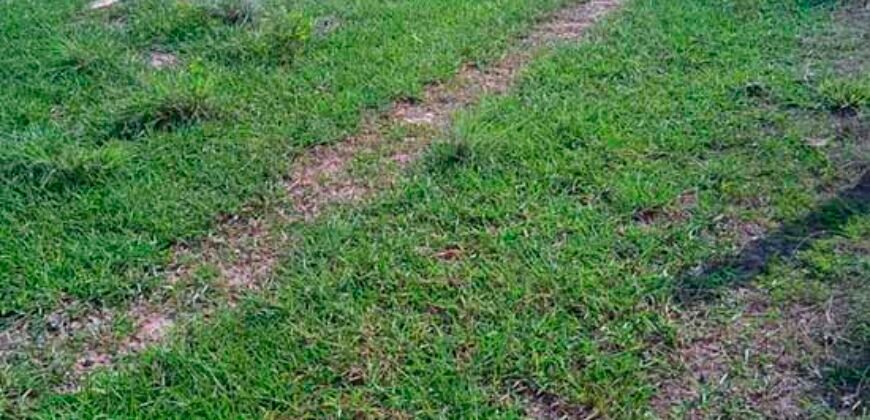 Fazenda à Venda 202 Alqueires Grande Oportunidade de Negócio | Sta. Maria da Barreira/ PA Fazenda à Venda 202 Alqueires Grande Oportunidade de Negócio | Sta. Maria da Barreira/ PA