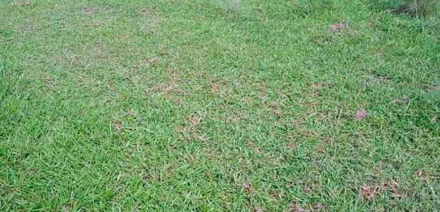 Fazenda à Venda 202 Alqueires Grande Oportunidade de Negócio | Sta. Maria da Barreira/ PA Fazenda à Venda 202 Alqueires Grande Oportunidade de Negócio | Sta. Maria da Barreira/ PA