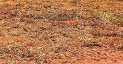 Oportunidade Única: Fazenda à Venda 2.993 Has Toda Infraestrutura | Entre Barra do Bugres e Lambari D’Oeste/ MT