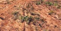 Oportunidade Única: Fazenda à Venda 2.993 Has Toda Infraestrutura | Entre Barra do Bugres e Lambari D’Oeste/ MT